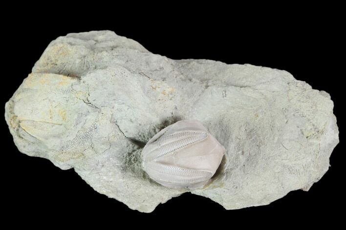 Blastoid (Pentremites) Fossil - Illinois #102258